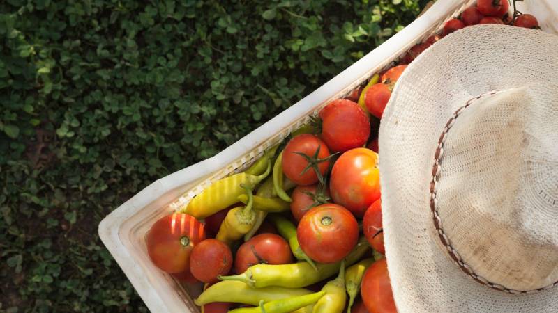 Fadaro Imperfect Produce